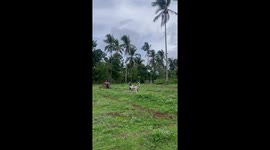 Harlequin Great Dane blocks the path for motorcycle rider