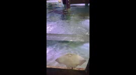 Stringray tries to escape from aquarium in Australia