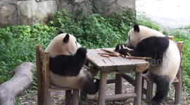 China: Two Giant Pandas Eating Bamboo at Chongqing Zoo
