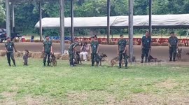 Dogs that did not make the cut for bomb disposal team put up for auction