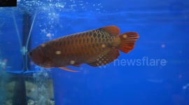 Locals hold fish beauty pageant during marine life exhibit in Thailand