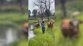 Hilarious moment cow pushes woman into lake