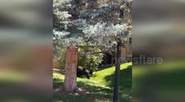 United States: Bear Disrupts Larkspur Ren Fest, Safely Rescued After Close Encounter