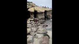 Lajolla Cove California sea lion's birth and joyful celebrations