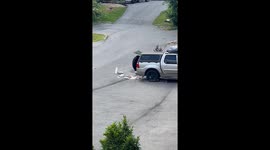 Bear breaks into truck and rummages around trash in search of food