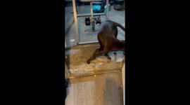 Dog's bathroom rampage caught on camera