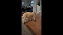 Dog Darla's first steps in boots leave her high-stepping