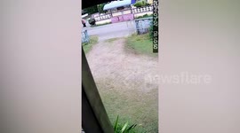 Pet cow spooked by marching band drums gores owner