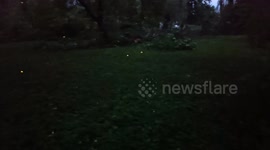 Fireflies Make It Look Like Fairytale