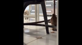 Flightless bird rescue in Córdoba, Spain