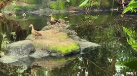 CHICK IT OUT: Rare Bird Hatchlings Go On Show In Zoo's Unique Rainforest Biome