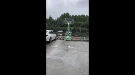 Crows divebomb scared cat in China