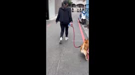 Lively pet dog runs around owner during morning stroll