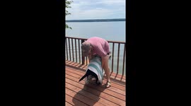 Lab Stomps For Butt Scratches