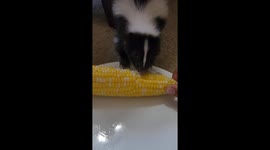 Skunk's snacktime munches on corn in adorable ASMR video