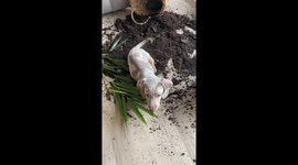 Dachshund Puppy Makes Big Mess With Houseplant