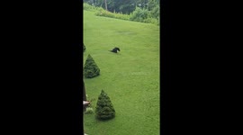 Bear dragging his legs across the lawn and then scratching his back on the tree (1+ million views on tiktok)