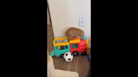 Kitten Plays With Toy Train