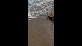 Beachgoer saves upside-down crab at Huntington Beach, California