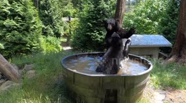 Black bear cubs play in tub of water to cool off in Oregon
