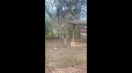 Hapless cat stuck in hilarious position in tree helped down