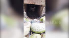 Litter of rescue kittens born without any toes