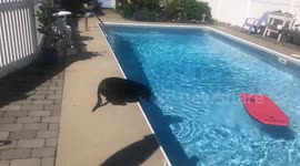 Clever rescue dog rides bodyboard to retrieve ball from pool without getting wet