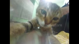 Beautiful furry cat that is cute and playful playing in front of the camera