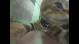 Beautiful furry cat that is cute and playful playing in front of the camera