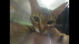 Beautiful furry cat that is cute and playful playing in front of the camera