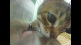A beautiful furry cat that is cute and playful playing in front of the camera
