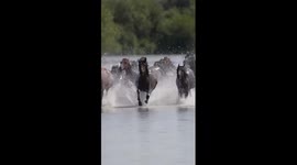 Spectacular scene of horses galloping in river in China's Xinjiang