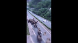 Wild Asian elephants stroll on expressway in China's Yunnan