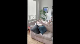 Dog snoozes in comical backward pose
