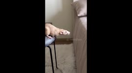 Rat Cheesecake's chair-to-bed jump attempt