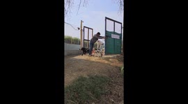 Paralyzed dogs gain mobility with custom wheelchair adaptation