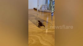 Couple left terrified after “venomous” scorpion stowaway emerges from suitcase