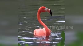 United States: Delightful Video of Flamingo Enjoying