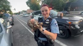 United States: Boa Constrictor Found in Minneapolis Rideshare Vehicle, Safely Removed by Police