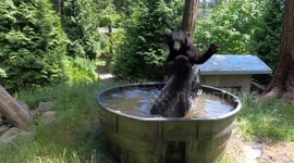 United States: Black Bear Cubs Beat the Heat in Style