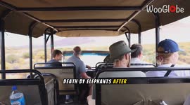 Tragic Safari: Tourist Fatally Crushed by Elephant's Attack in South Africa || Most Viral Today