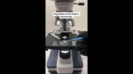 Viral video with 22 million views shows dog and cat saliva under microscope