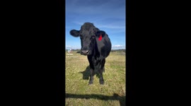 Beautiful cows love my singing to them
