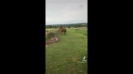My beautiful horse “ Helmet”, happy and loving life