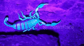 UK's largest colony of Scorpions living on Kent island