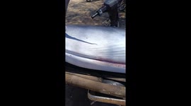 Vietnamese fishermen caught a giant marlin weighing 140kg and measuring more than 3 meters long