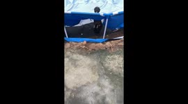 Puppy Wears The Pool