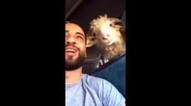 Man and sheep share playful and hilarious interaction in Aqaba