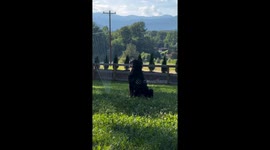 Smart pup Quinn enjoys sprinkler fun in hot Old Fort, NC