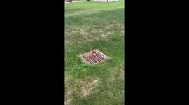 Fawn Freed From Sewer Grate